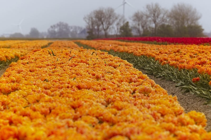Netherlands Blooming Tulips